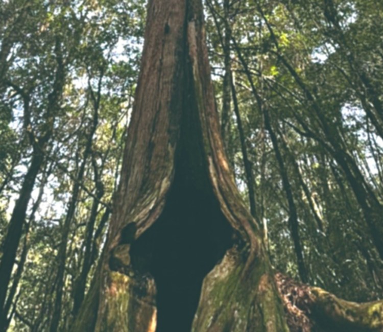 鎮西堡步道